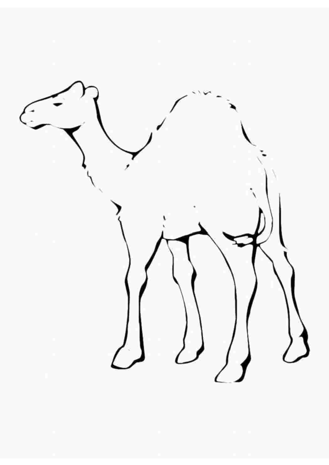 Верблюд для срисовки