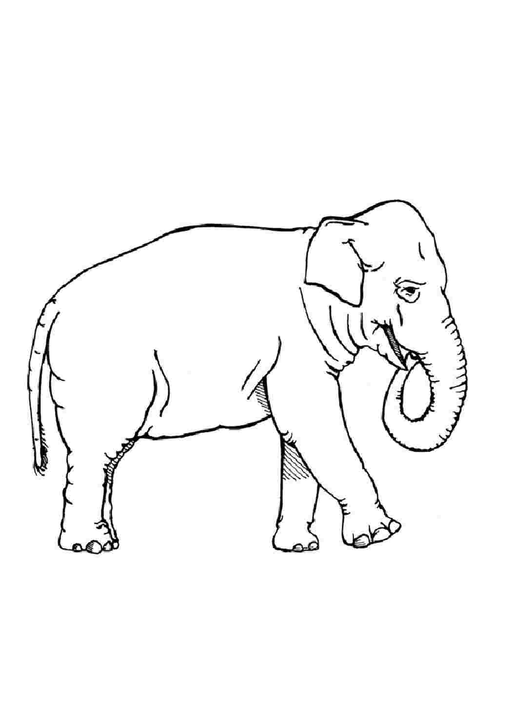 Слоны раскраска
