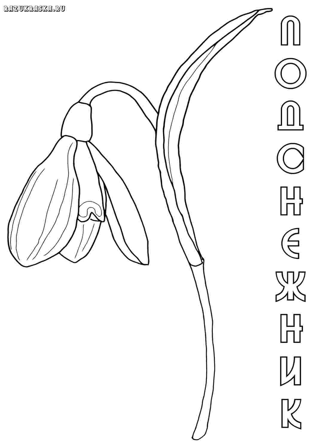 раскраска подснежник