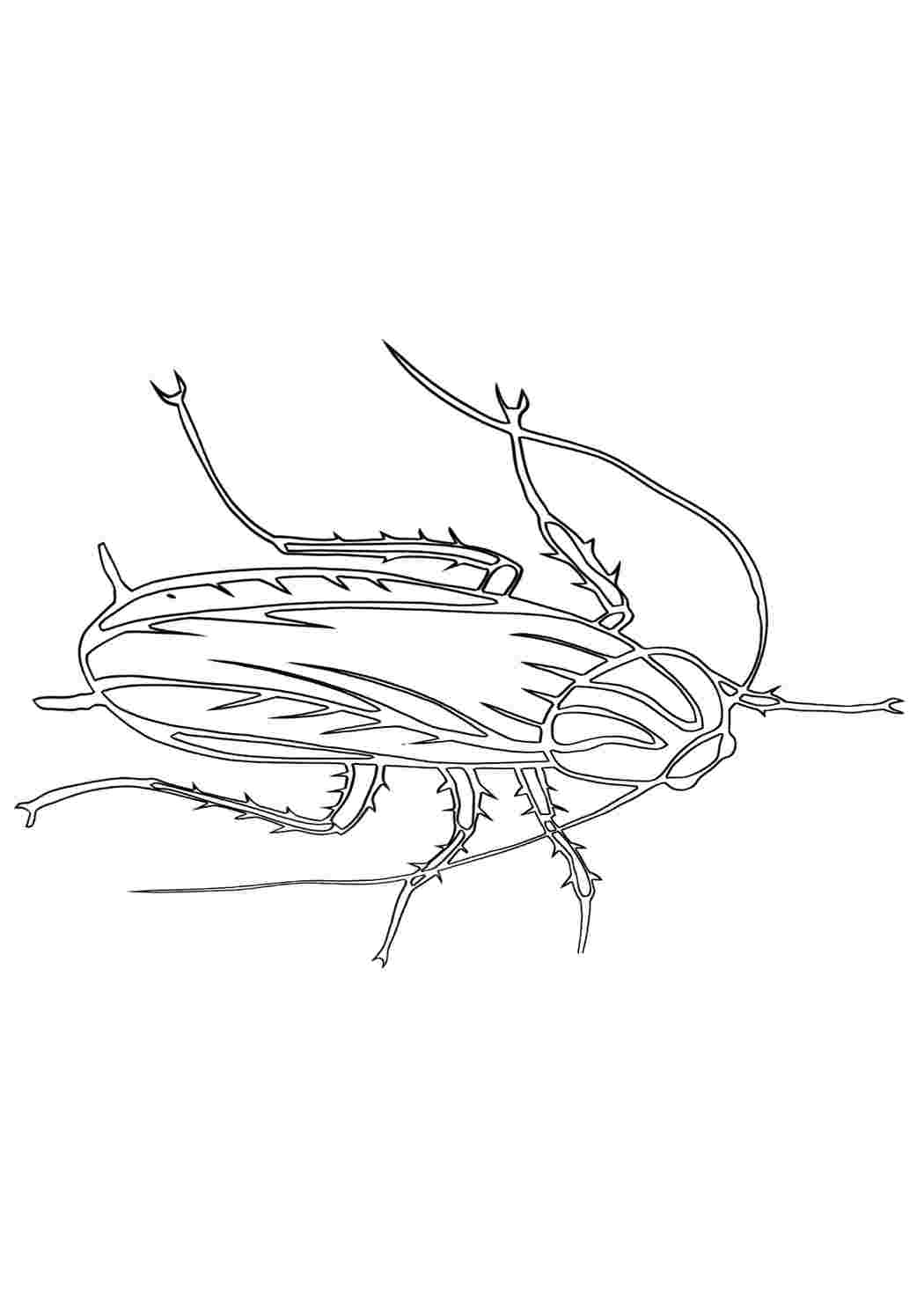 Таракан рисовать поэтапно