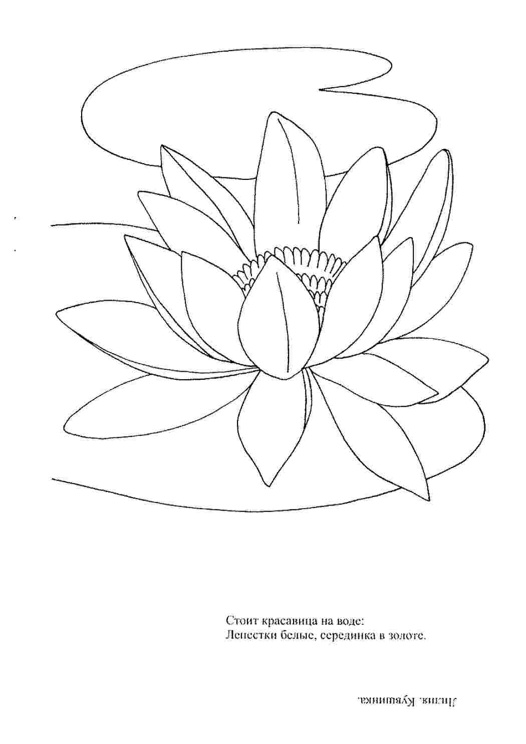 Картинка лотоса цветка для раскрашивания