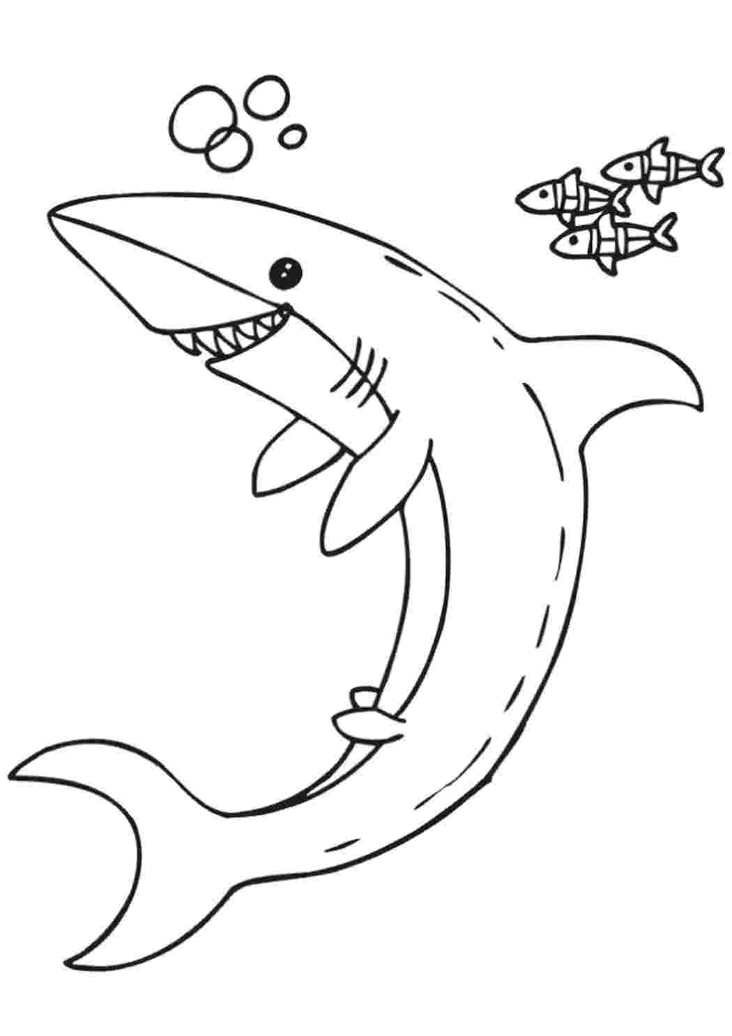 Акула раскраска