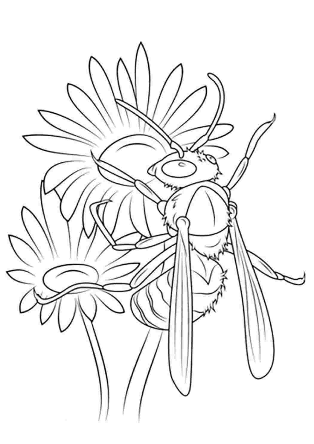 Раскраска пчела на цветке