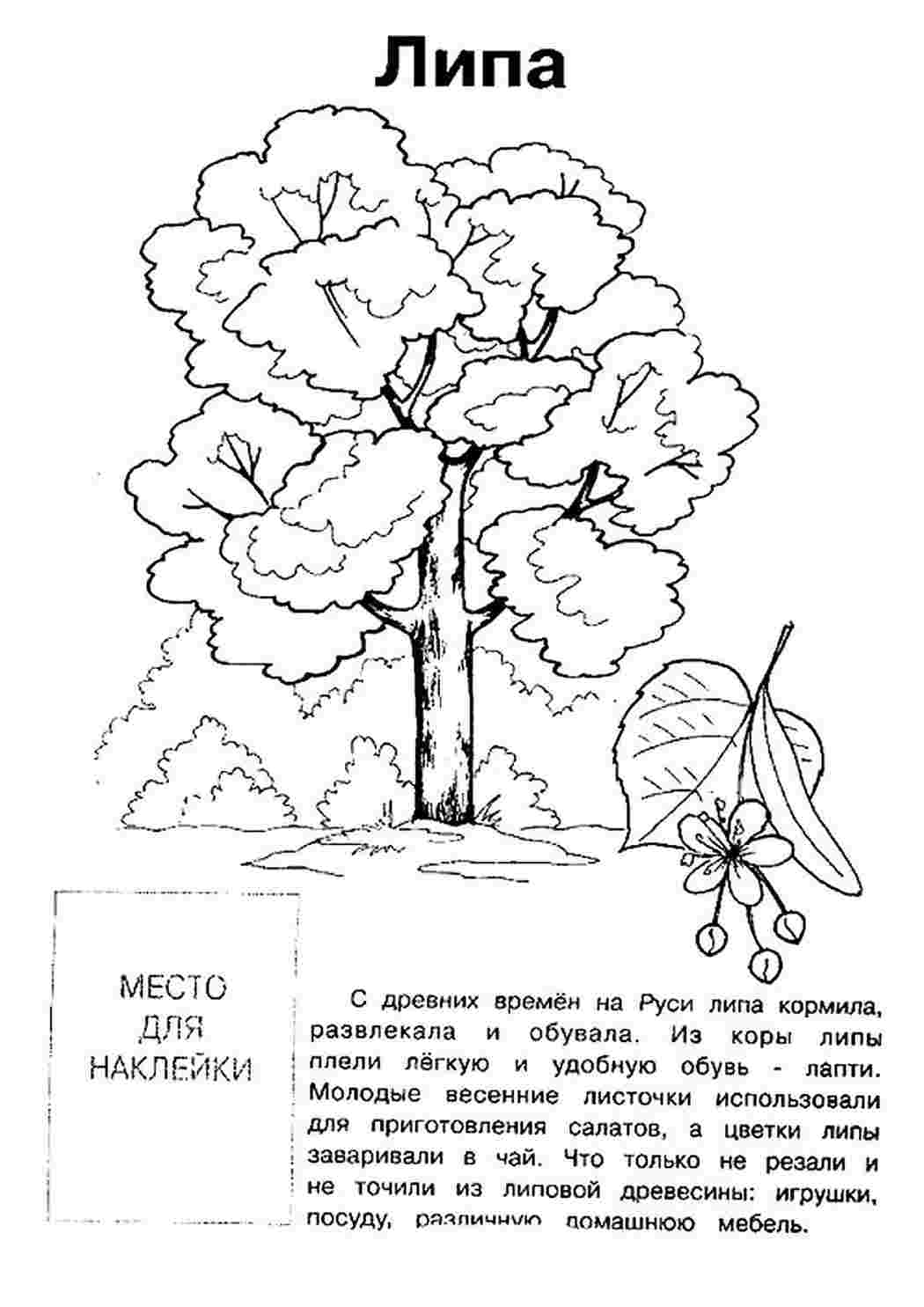 Осина рисунок карандашом