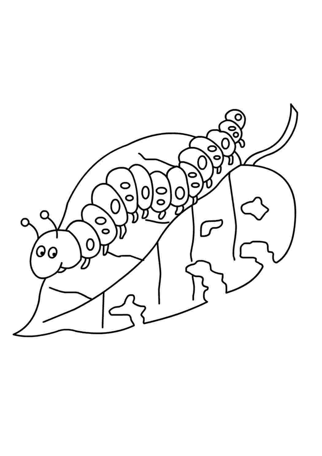 Картинка раскраска гусеница