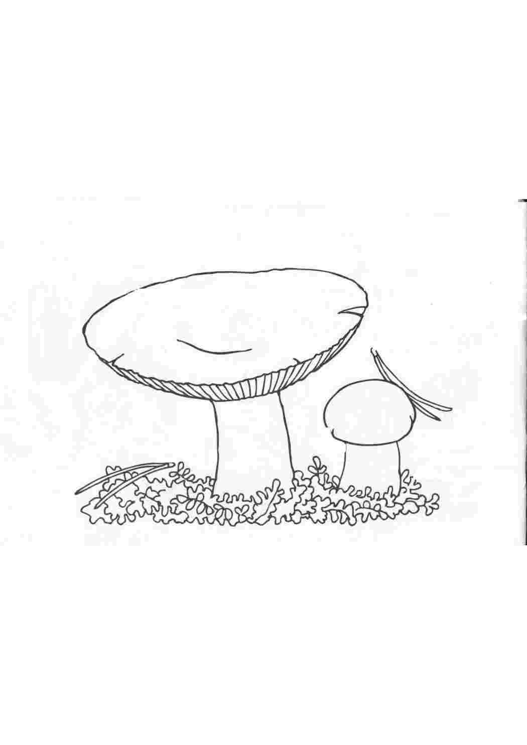 Печать гриба зохры геншин