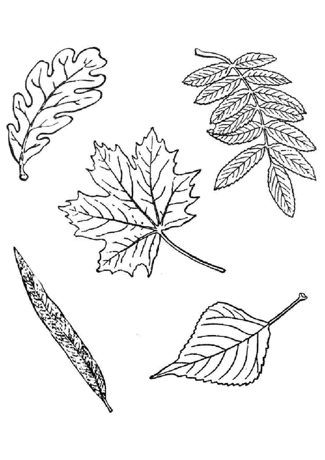 Чертеж листьев. Листья раскраска. Раскраска листьев деревьев. Листья разных деревьев. Листья рисунок.