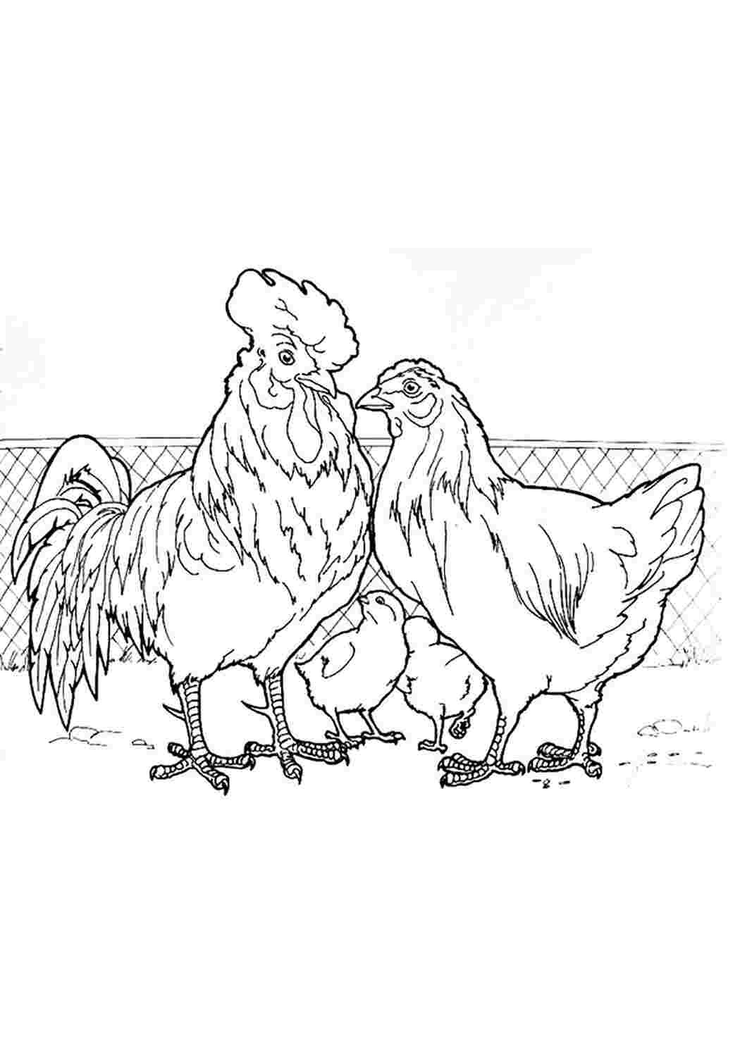 Раскраска курица с цыплятами для детей