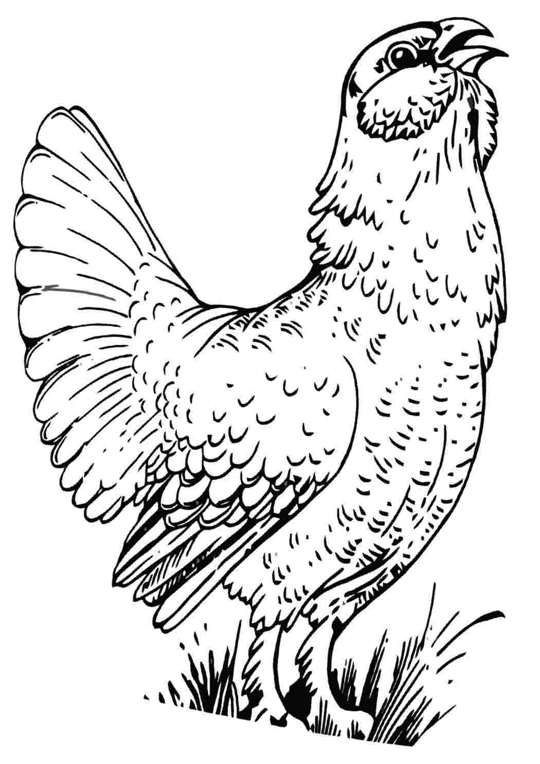 Детский рисунок фазана