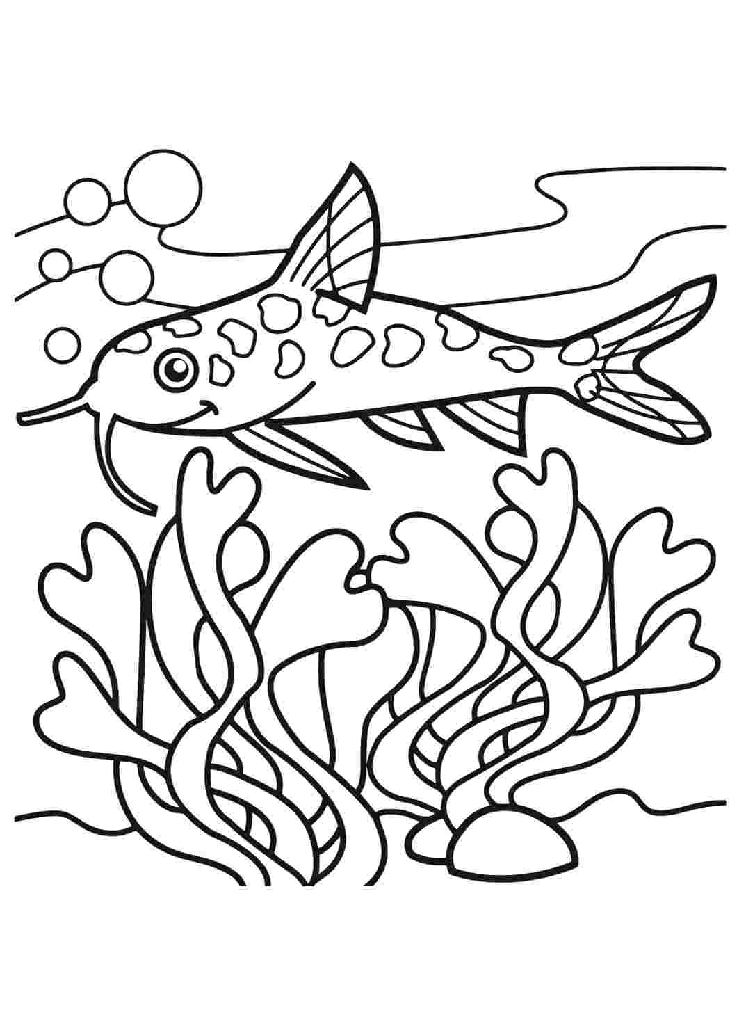 Раскраска рыбки для детей 5 6 лет. Рыбка сомик аквариумный раскраска. Рыба раскраска. Раскраска рыбка. Рыбка раскраска для детей.