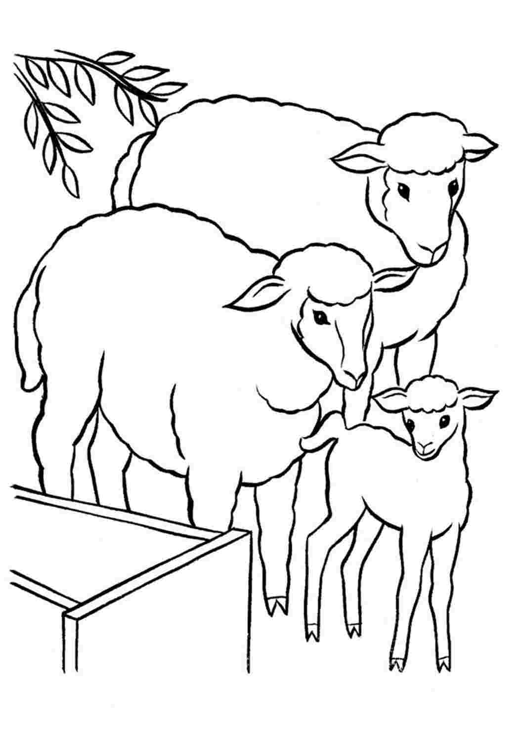 Раскраска овца с ягненком для детей