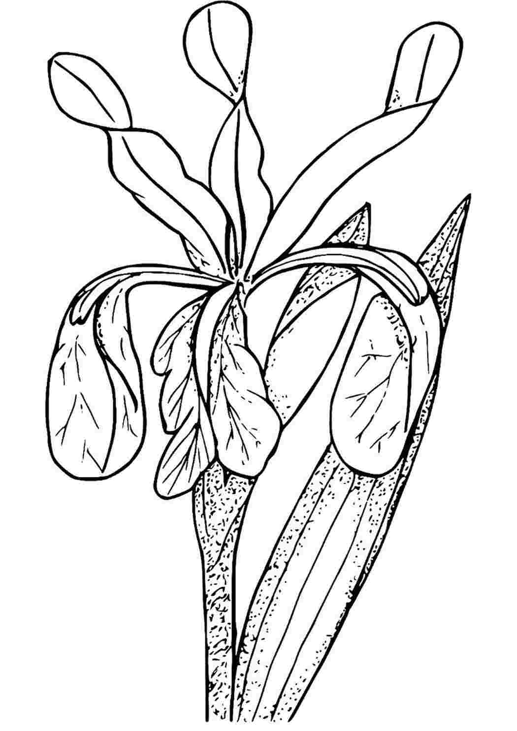 Цветок ирис рисунок для детей