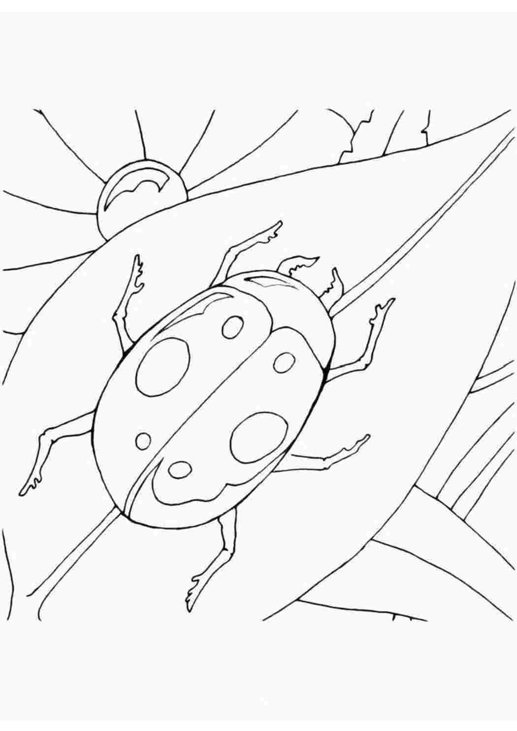 Раскраски жуки для детей 6-7 лет