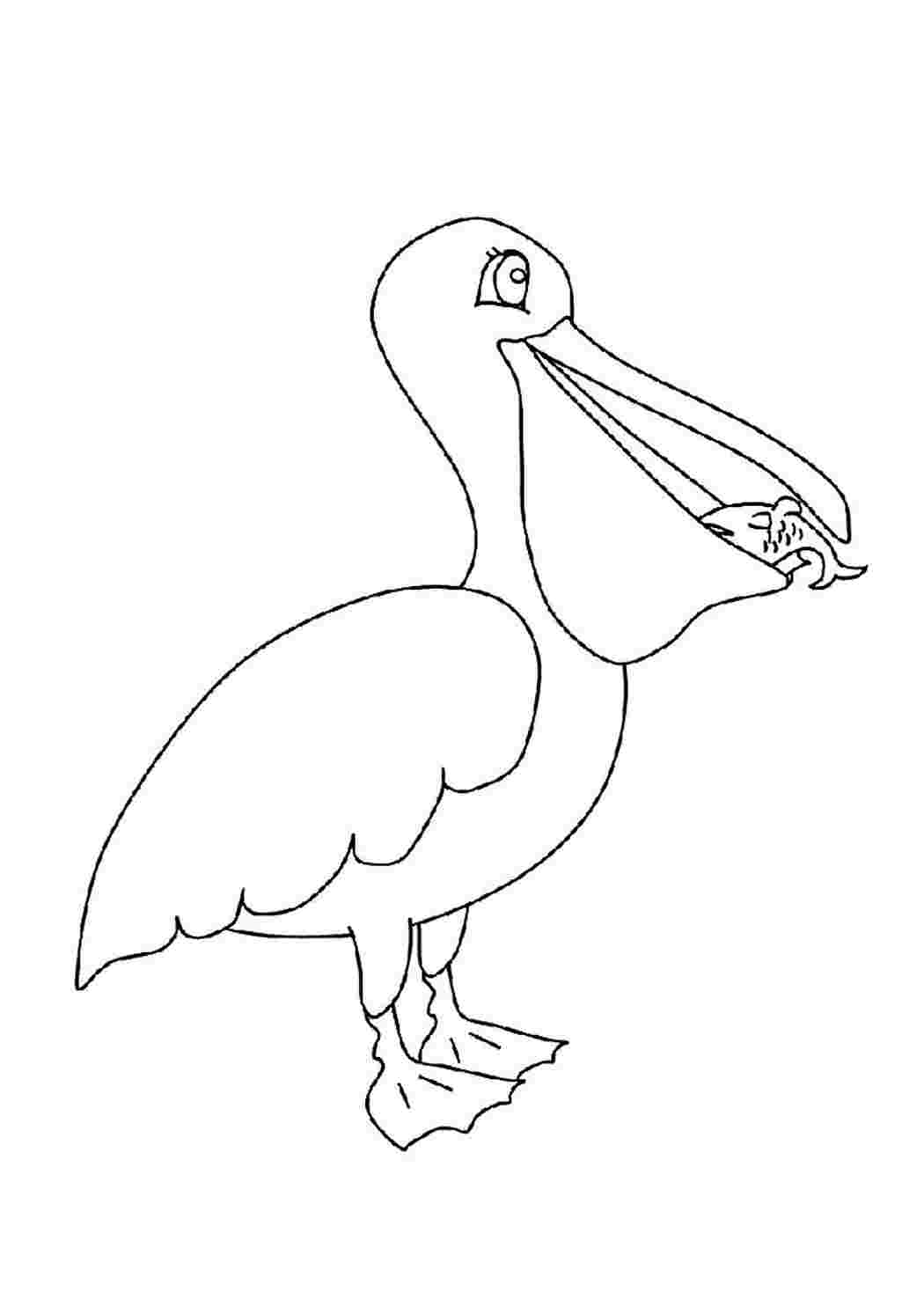 Пеликан зарисовка