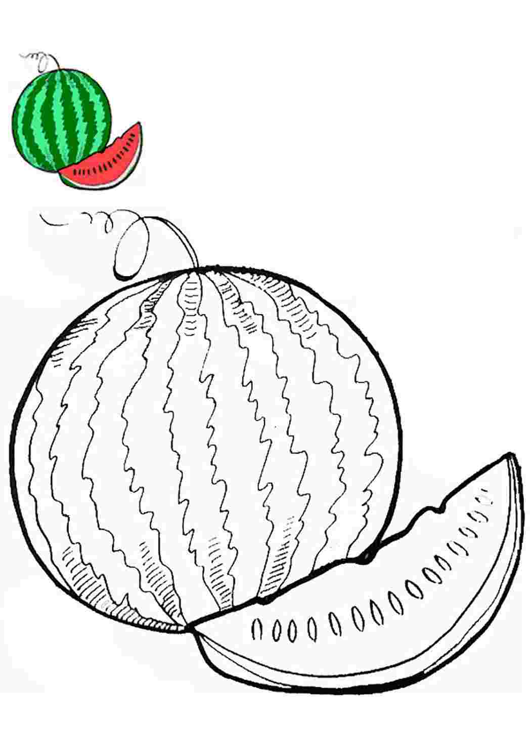 раскраски арбузов. арбуз рисунок для детей. арбуз раскраска для малышей. арбуз раскраска. обобус раскраска для детей.