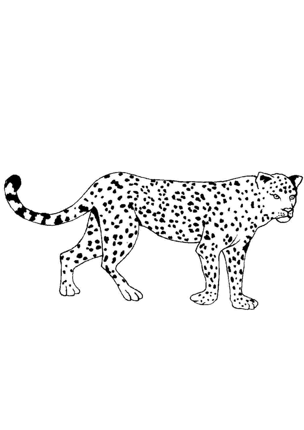 Раскраска леопард мультяшный