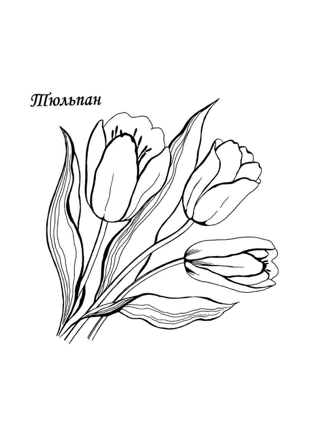 Раскраски Тюльпаны Для Детей